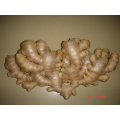 Fresh Ginger (150G and up)